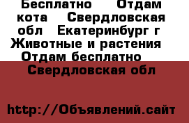 Бесплатно !!! Отдам кота! - Свердловская обл., Екатеринбург г. Животные и растения » Отдам бесплатно   . Свердловская обл.